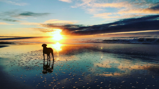 Doug at sunrise, McGaurans Beach Gippsland. Photo: Trilby Steinberger.